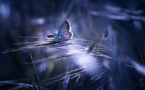 Awesome butterfly hd wallpaper