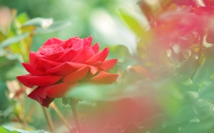 Beautiful-red-rose-flower-photo-hd-wallpaper