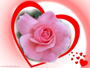 Love pink rose
