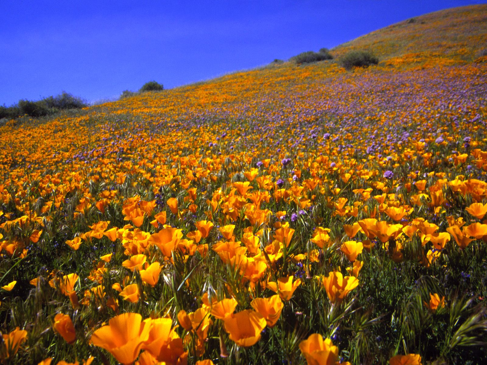 Antelope Valley Hillside, California