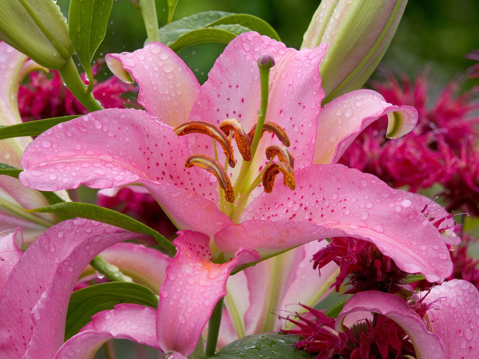 Asiatic Lily, Washington
