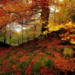 Autumnal forest