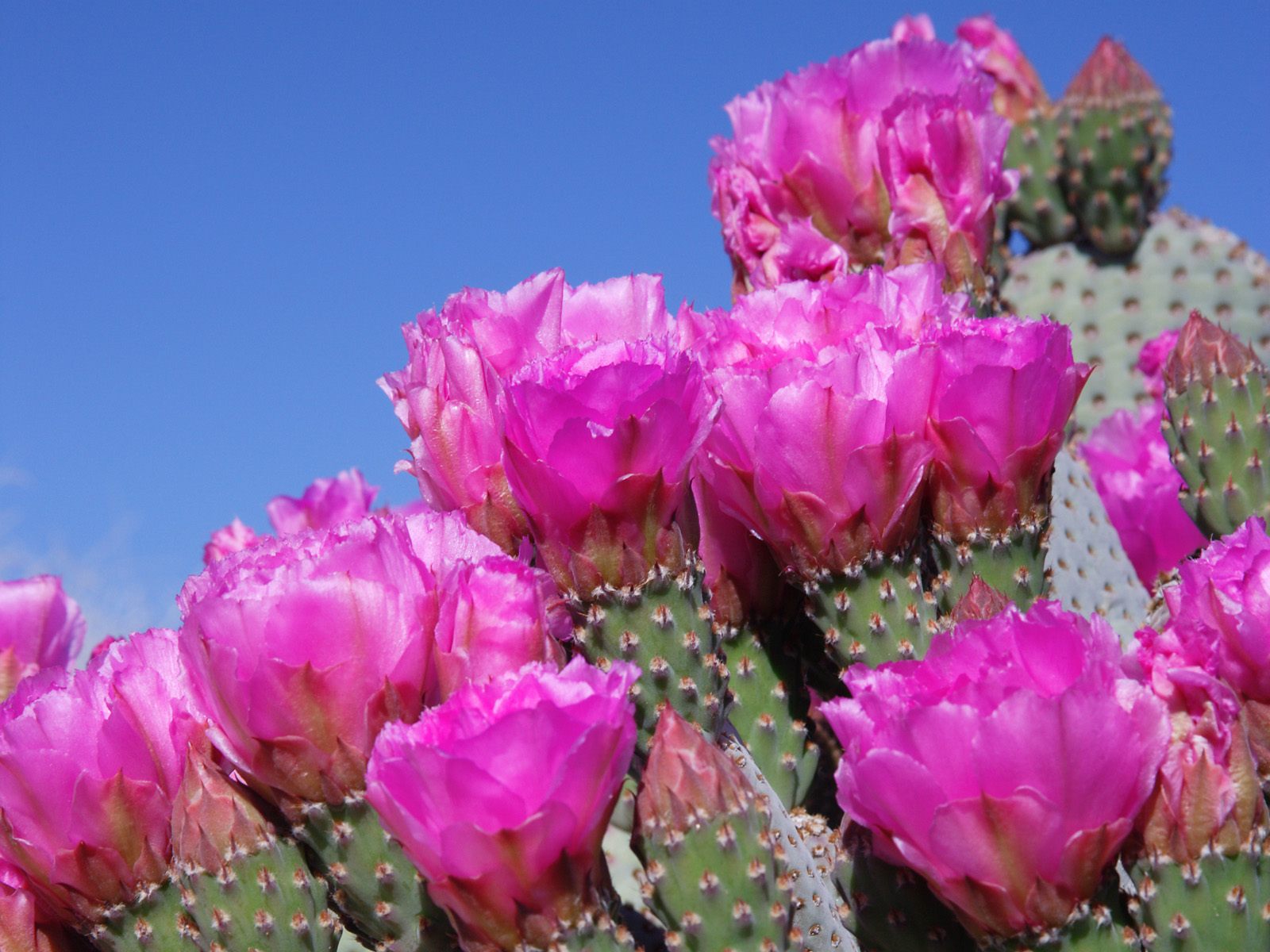 Beavertail Cactus, Joshua Tree National Park, California