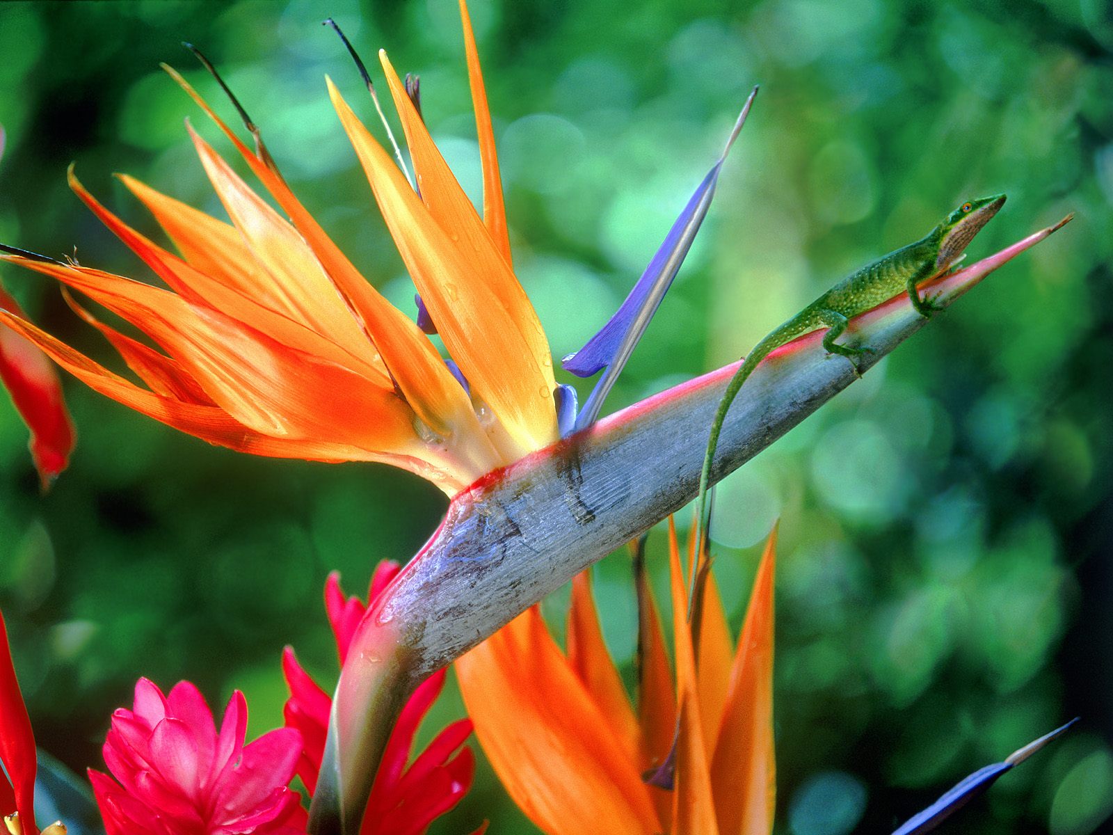 Bird of Paradise and Friend
