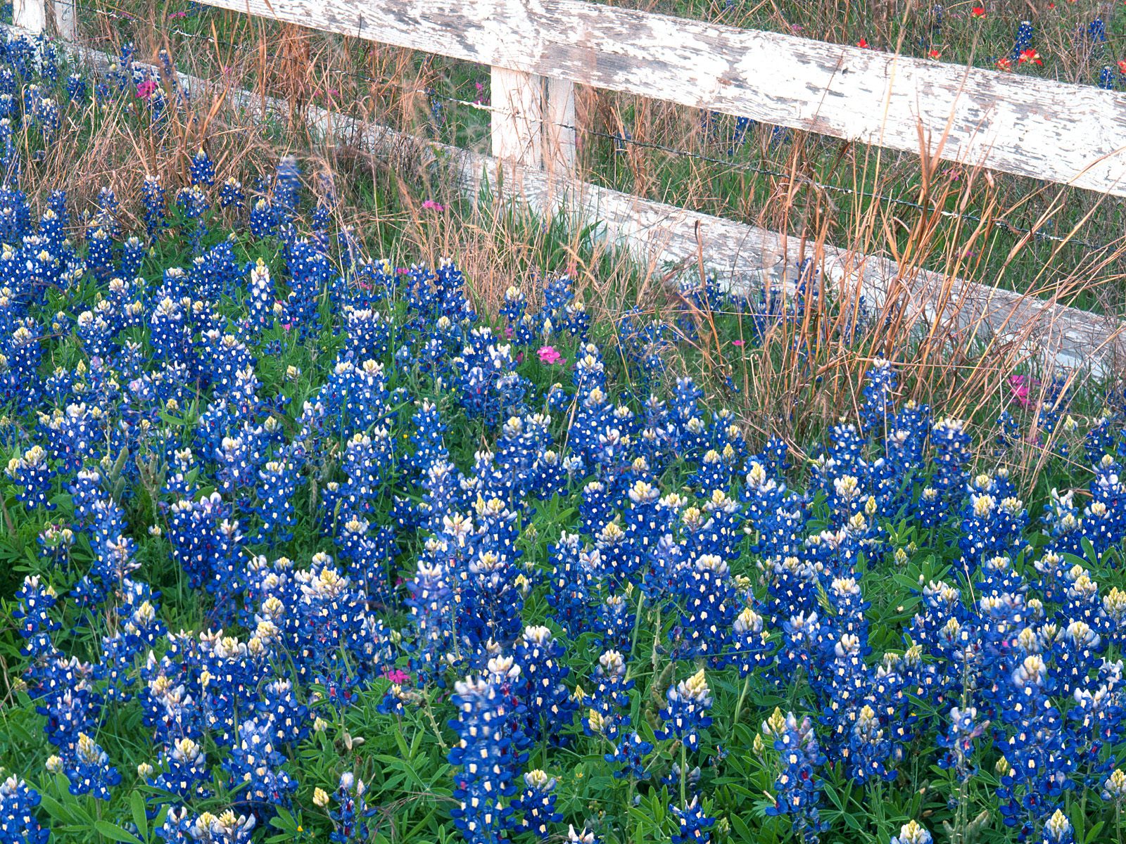 Blue Bonnets, Texas Hill Country,  Marble Falls, Texas