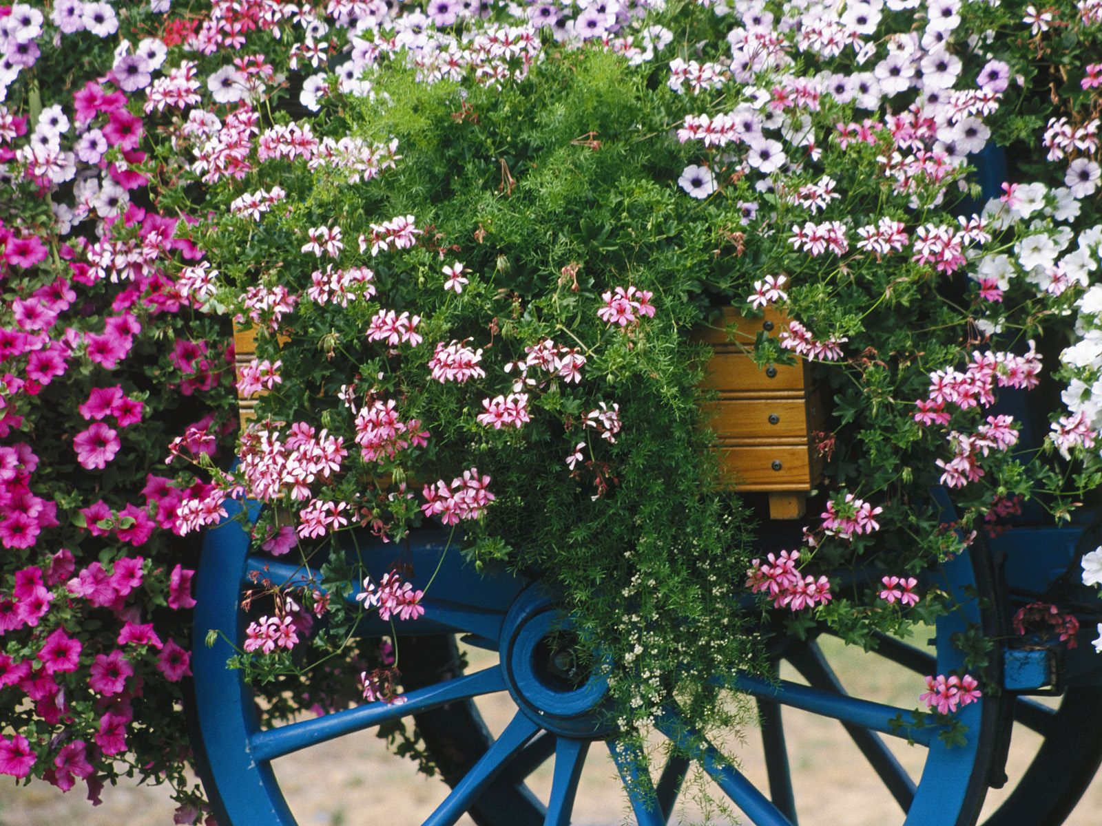 Colorful Flower Cart