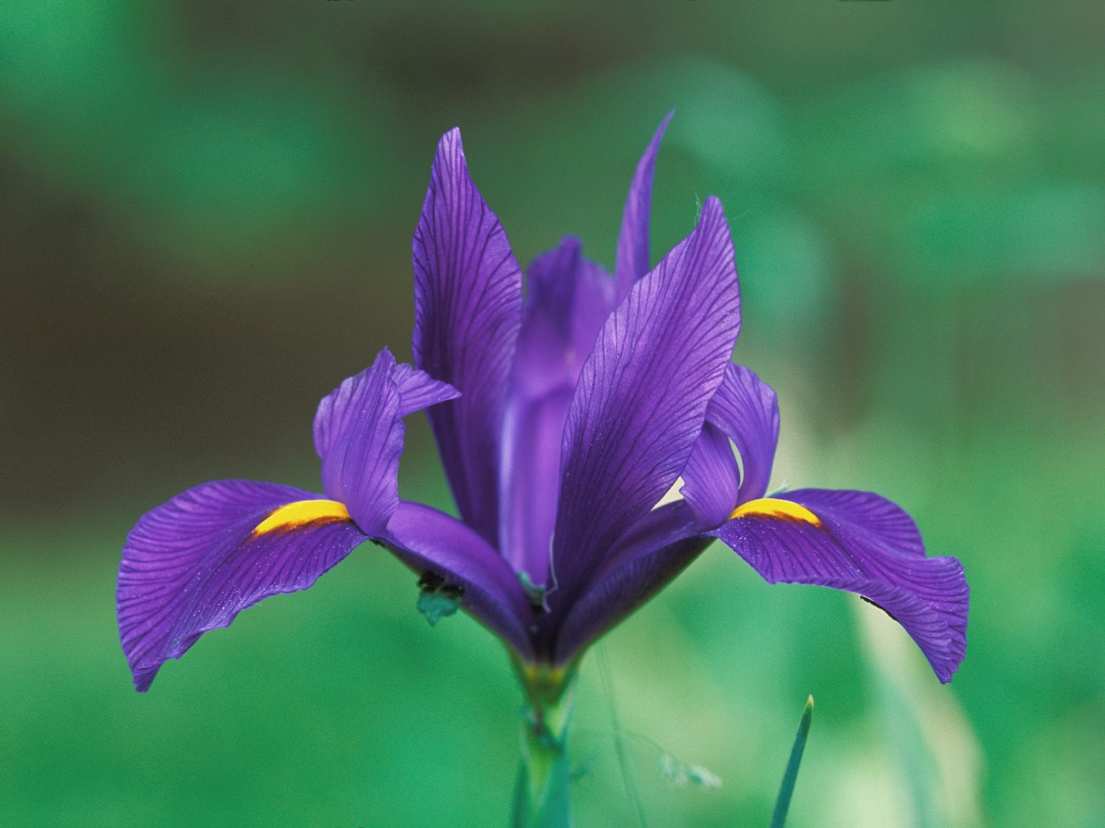 Domestic Iris