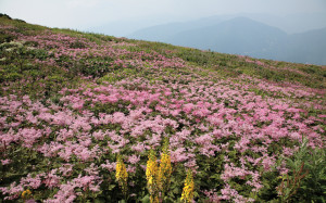 Flower hill