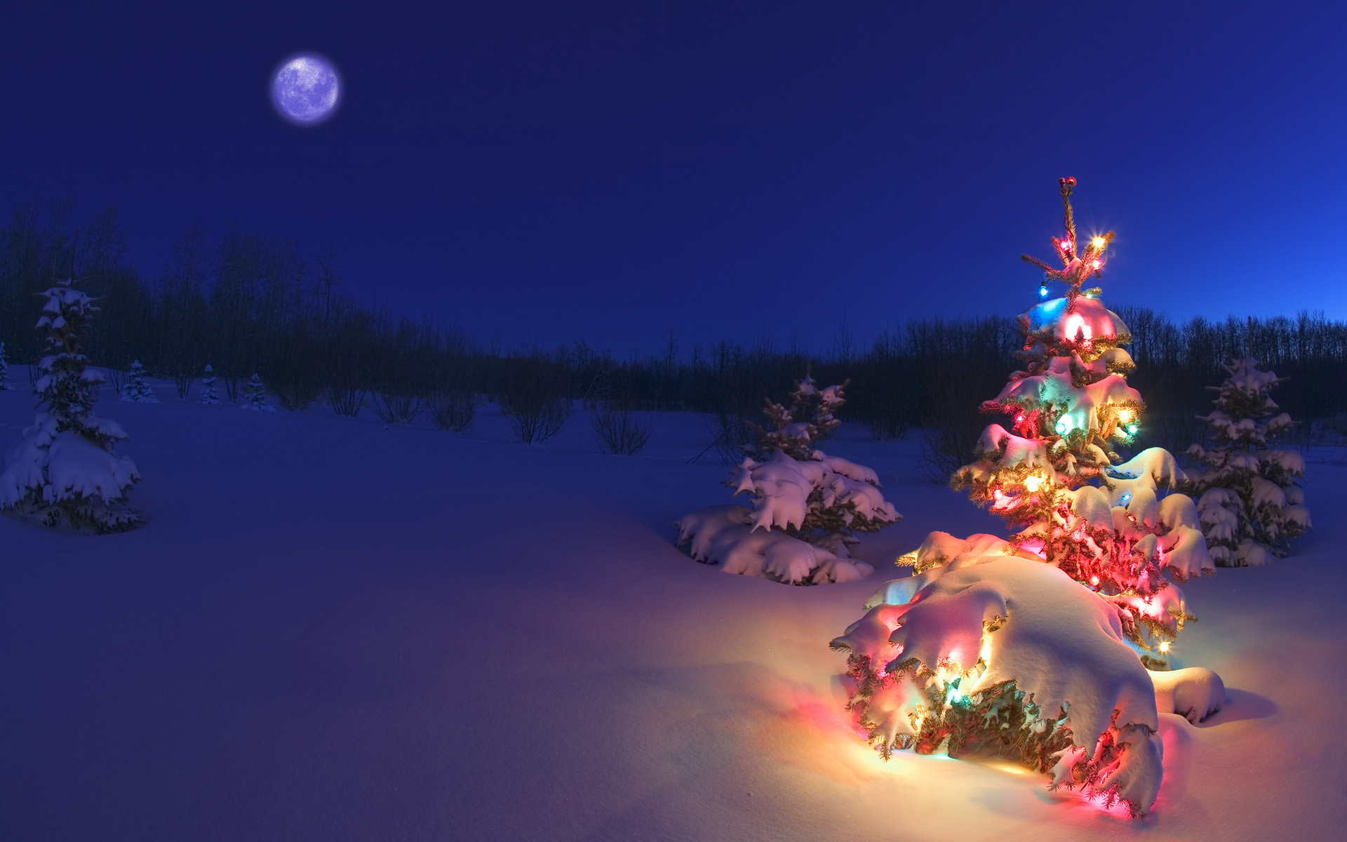 Christmas tree glowing at night in snow, Alberta, Canada