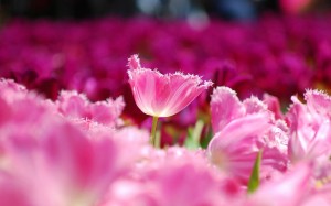 Pink flowers tulips