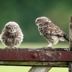 Owls-birds