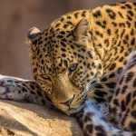 zoo leopard