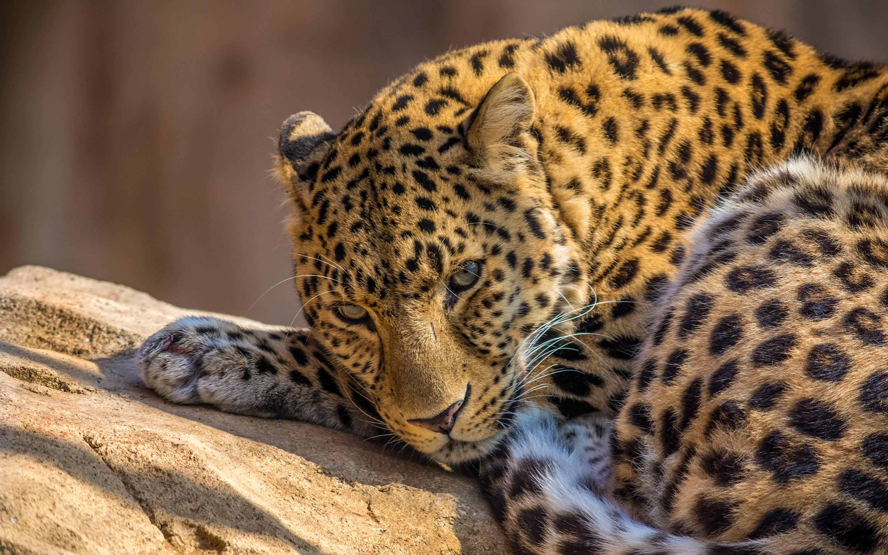 zoo leopard