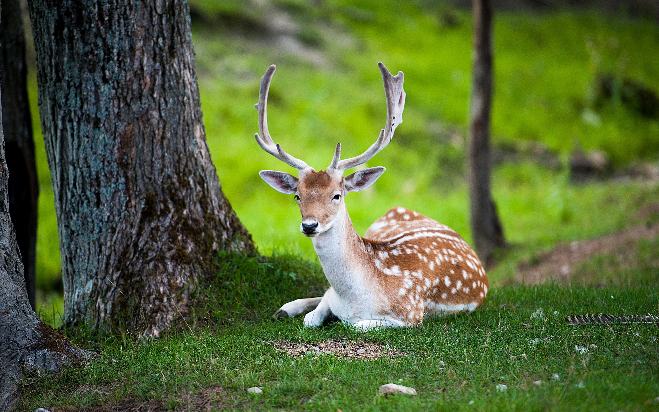 Deer nature