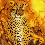 Fantasy Art Animal Leopard