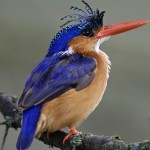 bluehire bird