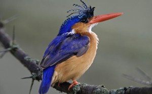 bluehire bird