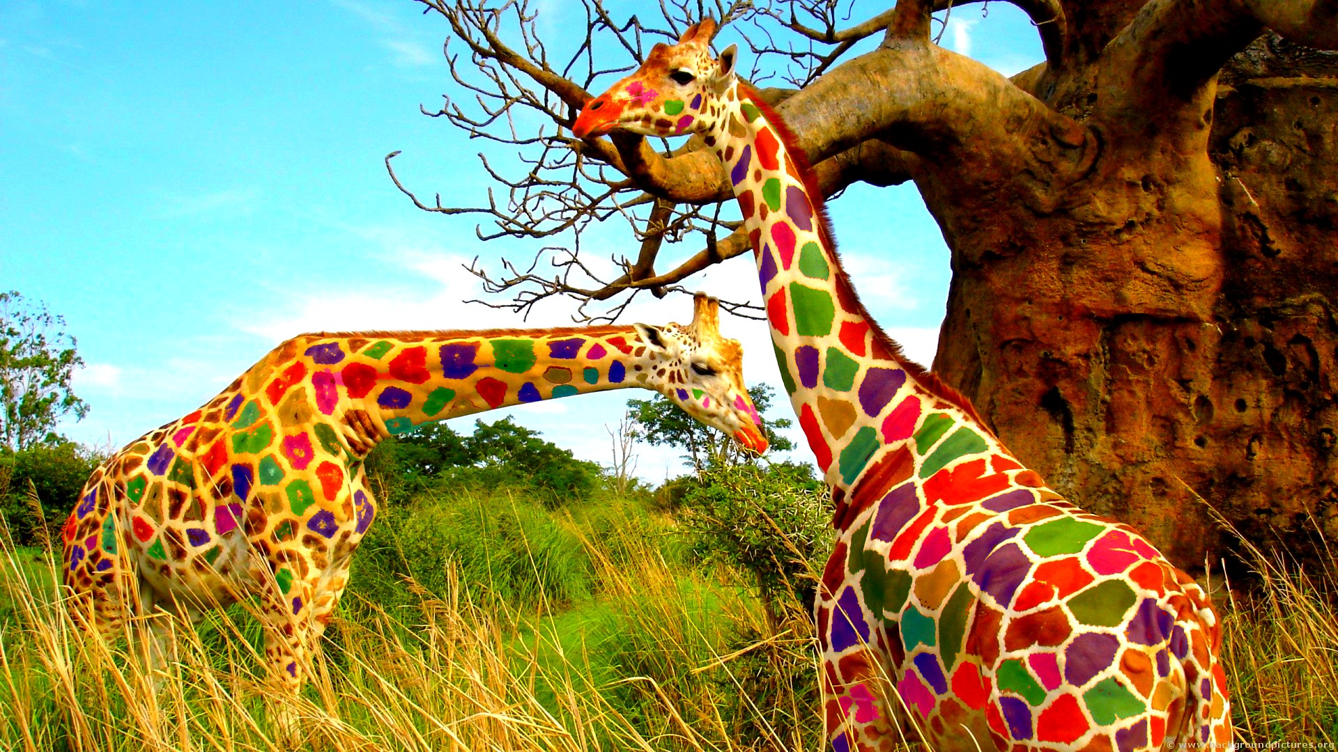 Giraffe Colored