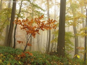 Nature HD tree wallpaper