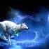 White Fox HD Wallpaper