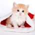 Cute cat wallpapers