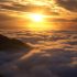 Giant Heather at Sunrise, Mount Sabinyo, Rwanda, Central Africa
