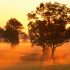 Giant Heather at Sunrise, Mount Sabinyo, Rwanda, Central Africa
