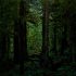 Nature HD cool road and tree wallpaper