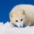 Animals HD Wallpapers