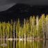 nature tree HD wallpaper